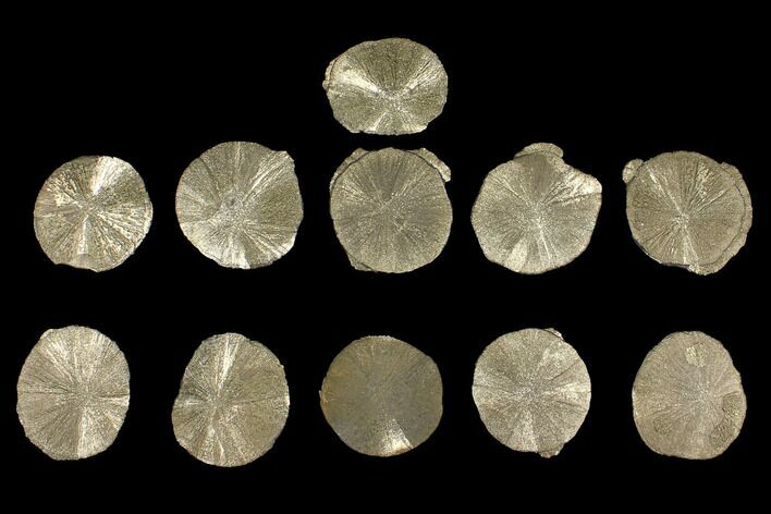 Lot: Pyrite Suns From Illinois - Pieces #92536